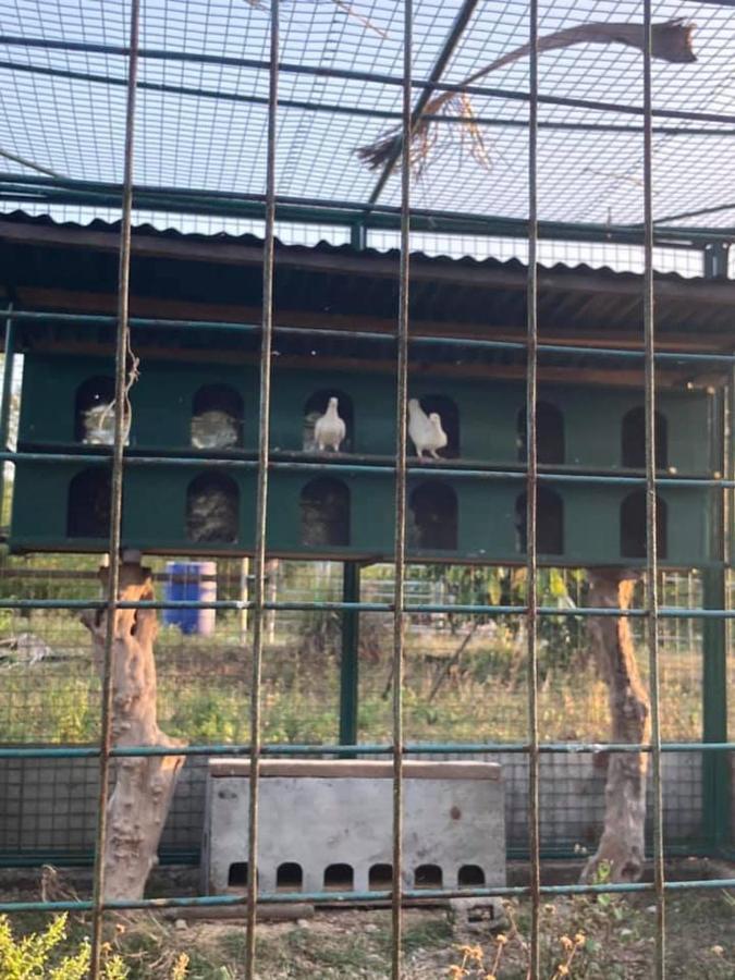 Ataalaya Farmhouse Batangas Dış mekan fotoğraf