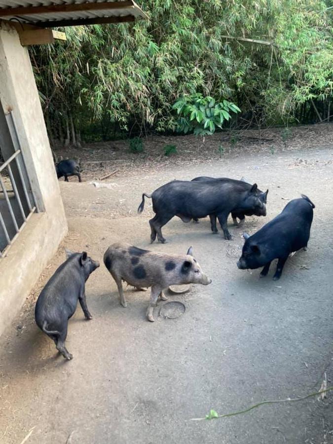 Ataalaya Farmhouse Batangas Dış mekan fotoğraf