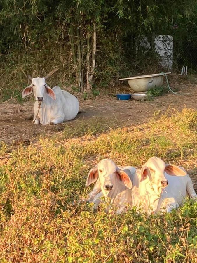 Ataalaya Farmhouse Batangas Dış mekan fotoğraf
