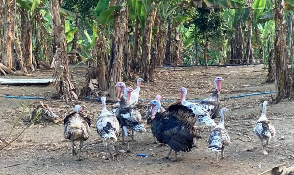 Ataalaya Farmhouse Batangas Dış mekan fotoğraf