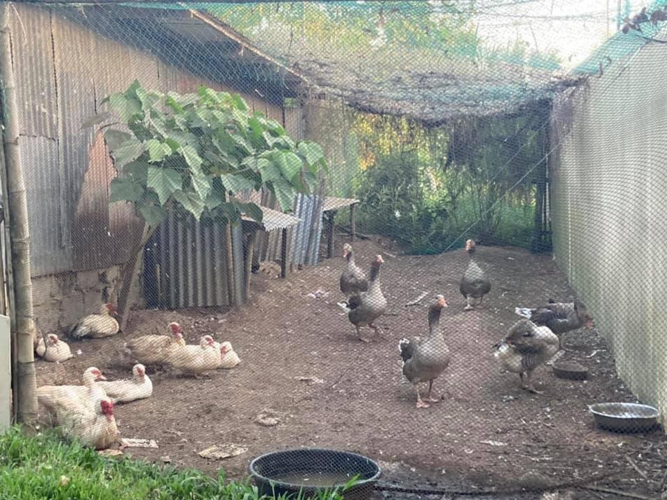 Ataalaya Farmhouse Batangas Dış mekan fotoğraf