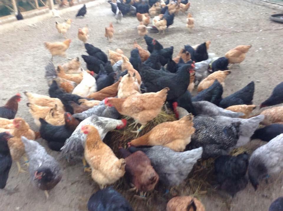 Ataalaya Farmhouse Batangas Dış mekan fotoğraf