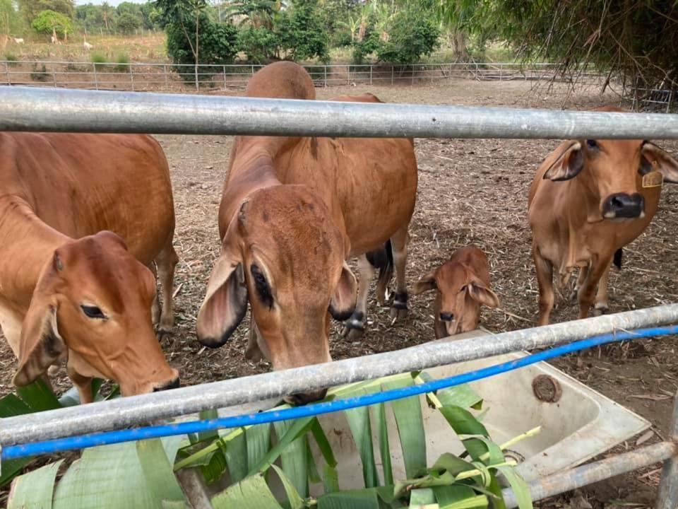 Ataalaya Farmhouse Batangas Dış mekan fotoğraf